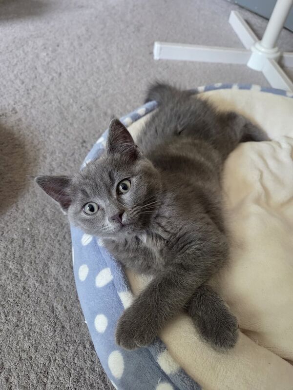 Russian Blue kittens for sale in Isle of Dogs, Greater London – 3 months old - Image 2 of 3