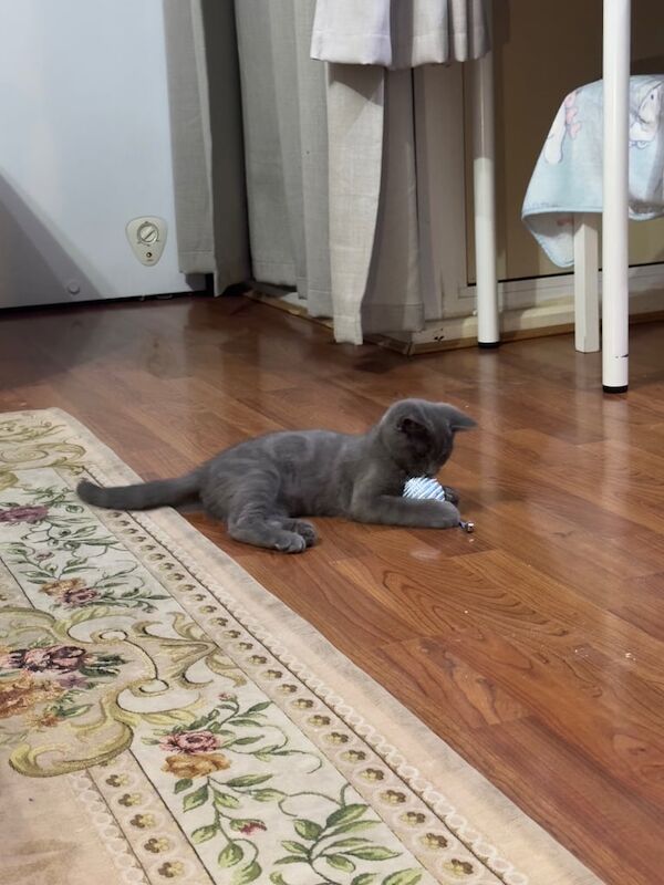Russian Blue kittens for sale in Isle of Dogs, Greater London – 3 months old - Image 3 of 3