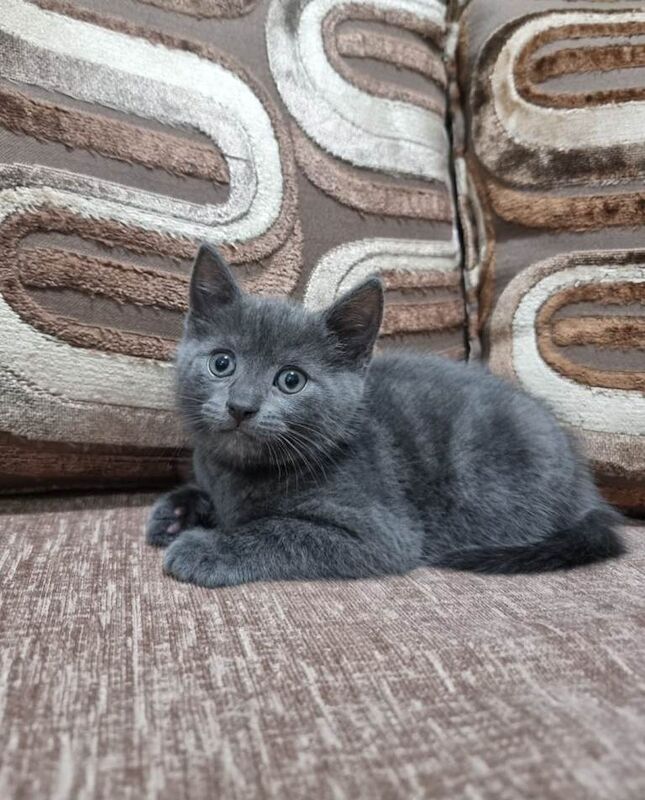 Russian Blue kittens for sale in Woolwich, Greater London – 7 weeks old