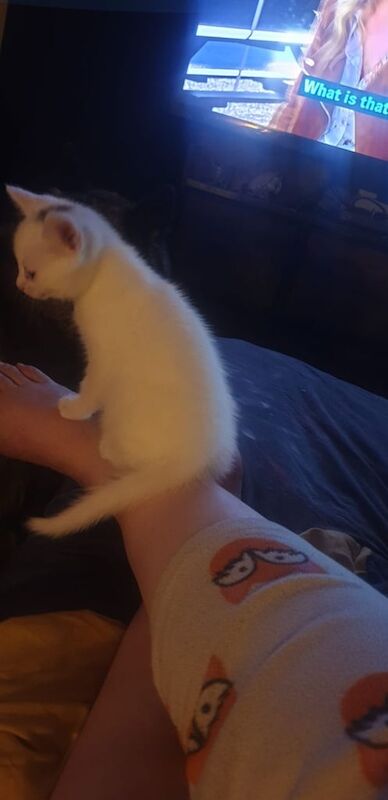 Russian blue cross kittens for sale in Thurcroft, South Yorkshire