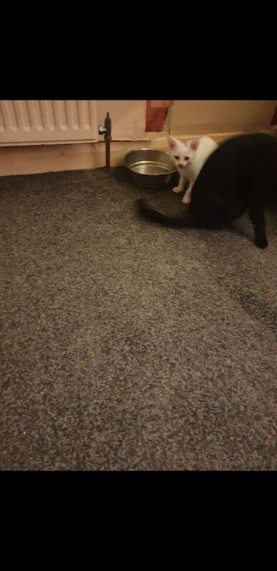 Russian blue cross kittens for sale in Thurcroft, South Yorkshire | Image 2