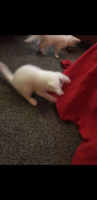 Russian blue cross kittens for sale in Thurcroft, South Yorkshire | Image 3