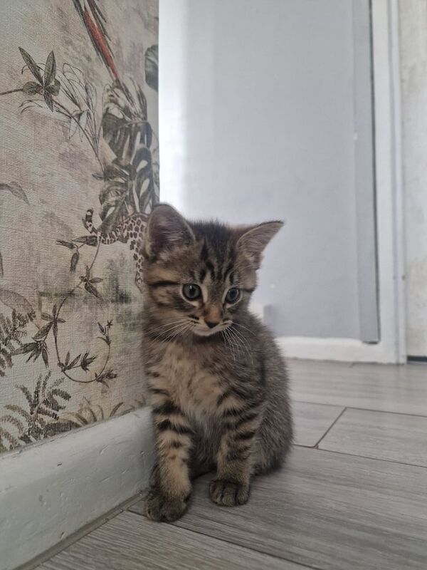 Russian Blue kittens for sale in Blackheath, Greater London – 8 weeks old