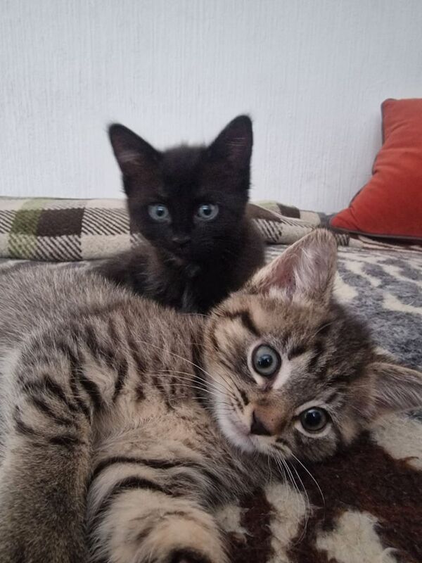 Russian Blue kittens for sale in Blackheath, Greater London – 8 weeks old - Image 2 of 3