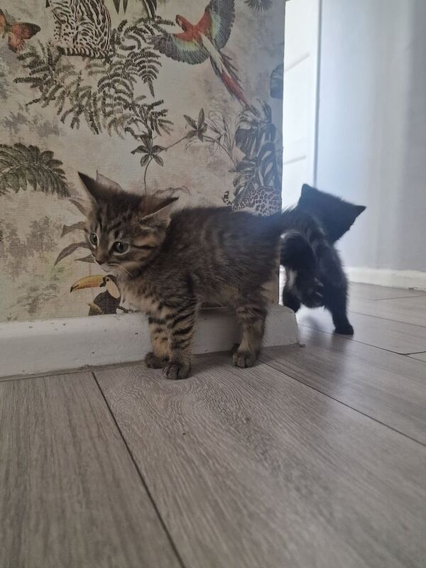Russian Blue kittens for sale in Blackheath, Greater London – 8 weeks old - Image 3 of 3