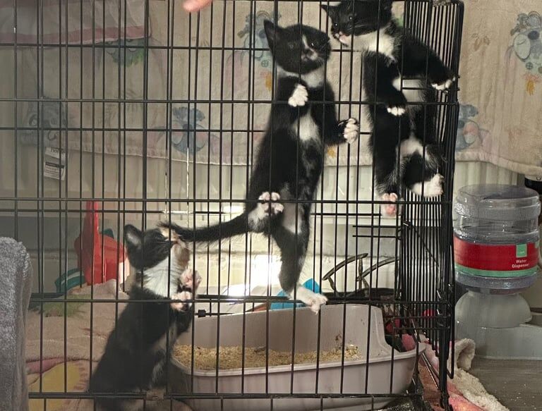 Russian Blue kittens for sale in Sunderland, Tyne and Wear – 6 weeks old