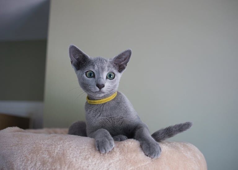 Russian Blue kittens for sale in Stocksbridge, South Yorkshire – 9 months old