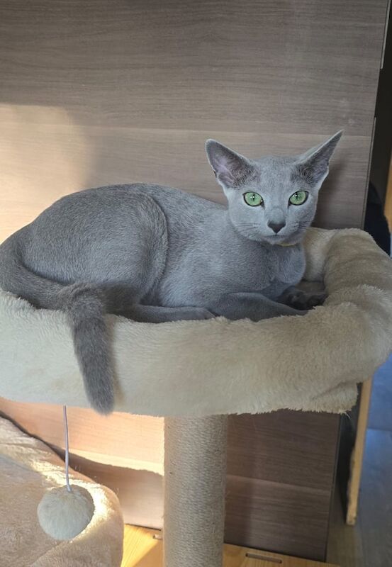 Russian Blue kittens for sale in Stocksbridge, South Yorkshire – 9 months old - Image 2 of 3