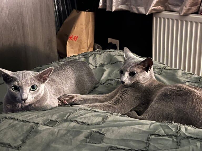 Russian Blue kittens for sale in Stocksbridge, South Yorkshire – 9 months old - Image 3 of 3