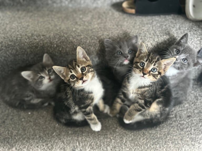 Russian Blue kittens for sale in Hinckley, Leicestershire – 6 weeks old