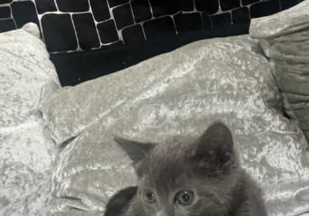 Buy And Sell Russian Blue Kittens And Cats Online Russian Blue Owners buy-and-sell-russian-blue-kittens-and-cats-online-russian-blue-owners
