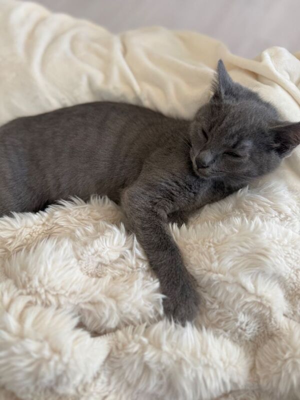 Russian Blue kittens for sale in Putney, Greater London – 3 months old