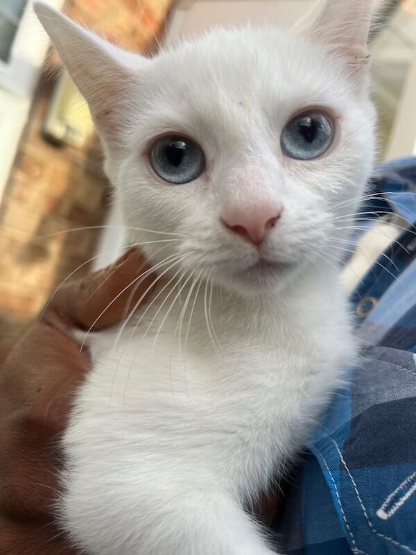 Russian Blue kittens for sale in Binley, West Midlands – 10 weeks old