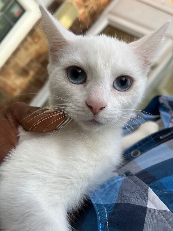 Russian Blue kittens for sale in Binley, West Midlands – 10 weeks old - Image 2 of 3