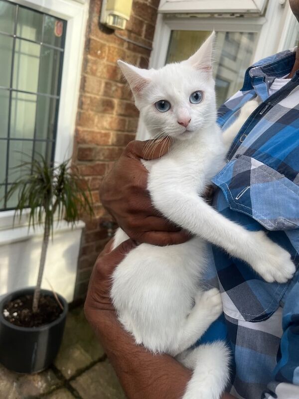 Russian Blue kittens for sale in Binley, West Midlands – 10 weeks old - Image 3 of 3