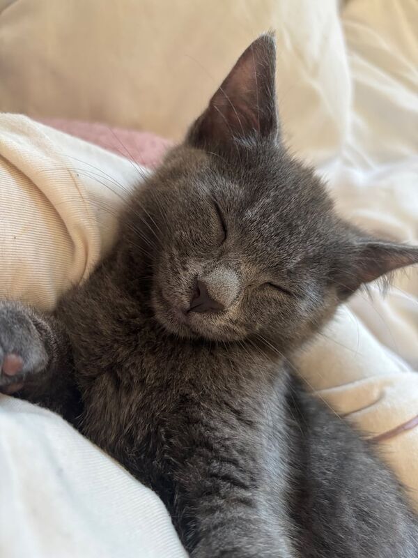 Russian Blue kittens for sale in High Wycombe, Buckinghamshire – 8 weeks old