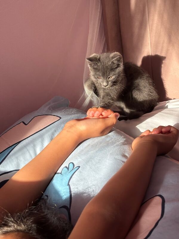 Russian Blue kittens for sale in High Wycombe, Buckinghamshire – 8 weeks old - Image 2 of 3
