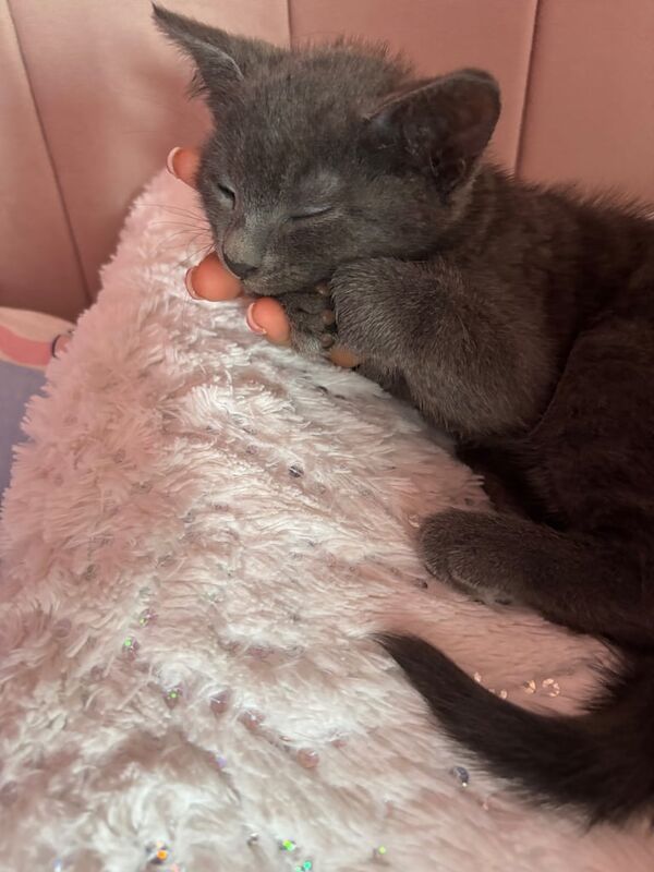 Russian Blue kittens for sale in High Wycombe, Buckinghamshire – 8 weeks old - Image 3 of 3