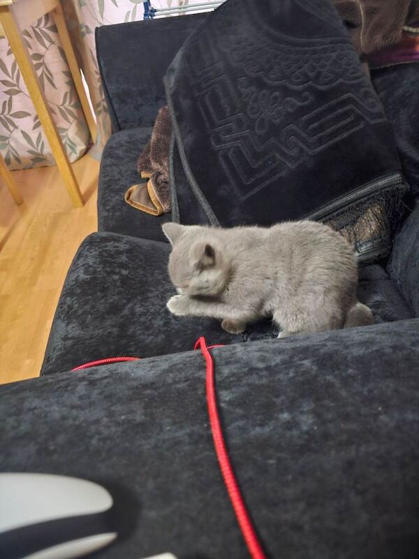 Russian blue kitten male - Image 2 of 4