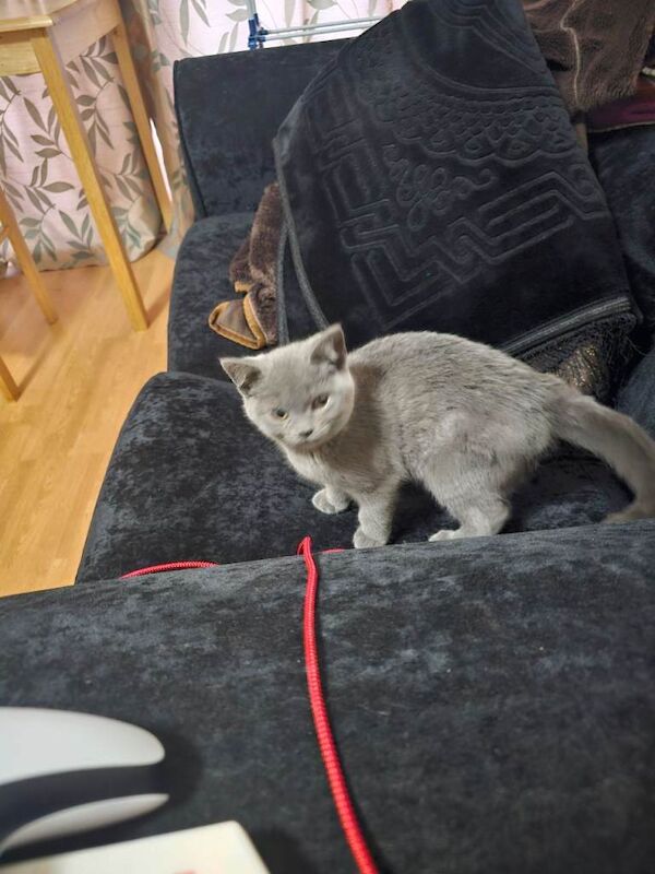 Russian blue kitten male - Image 3 of 4