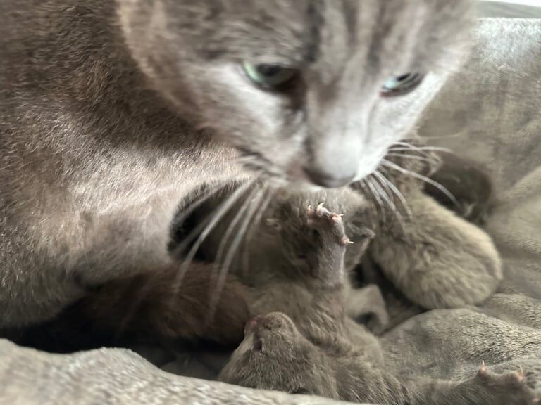 Russian Blue Kittens for sale in Lesmahagow, Lanarkshire
