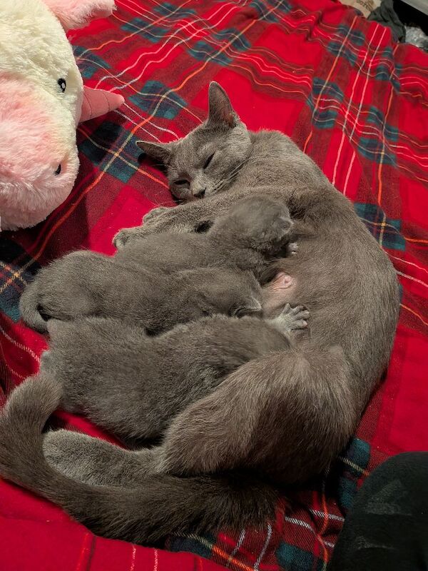 Russian blue kittens