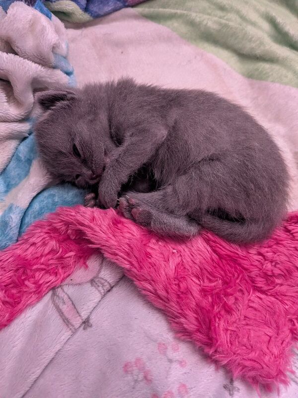 Russian blue kittens - Image 2 of 5