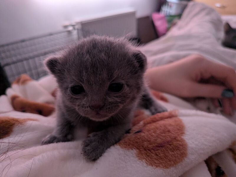 Russian blue kittens - Image 3 of 5
