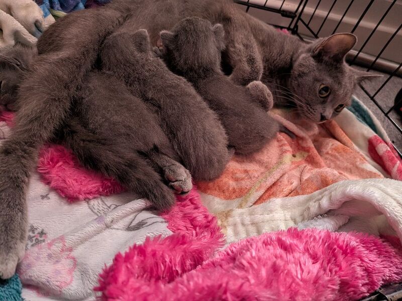 Russian blue kittens - Image 4 of 5