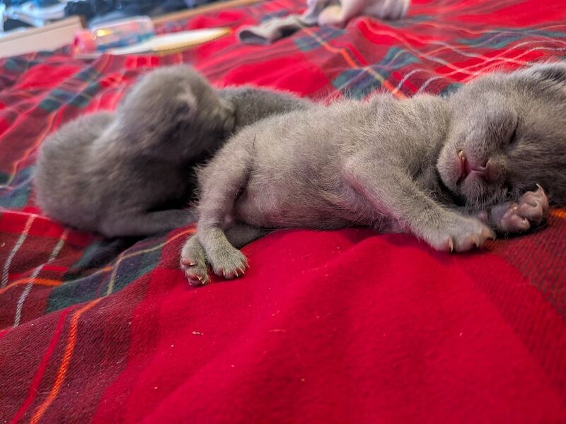 Russian blue kittens - Image 5 of 5