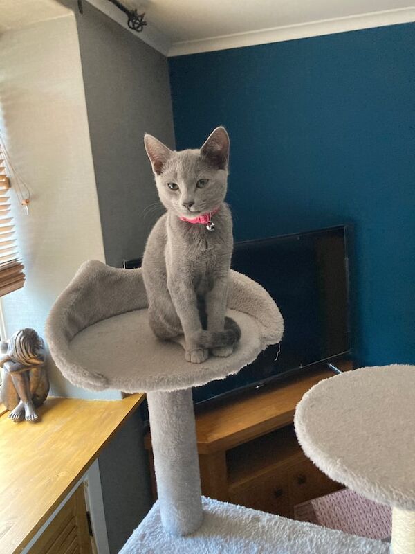Russian Blue kittens for sale in Montrose, Angus – 3 months old