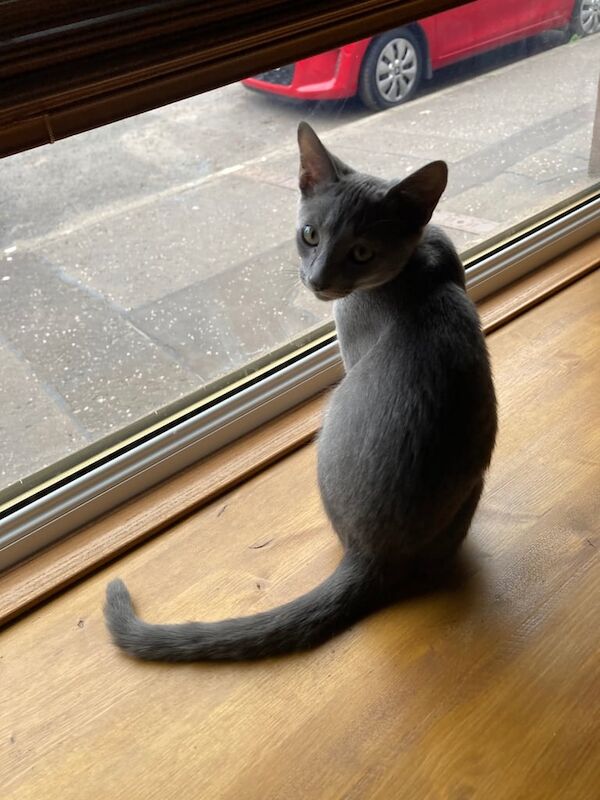 Russian Blue kittens for sale in Montrose, Angus – 3 months old - Image 2 of 2