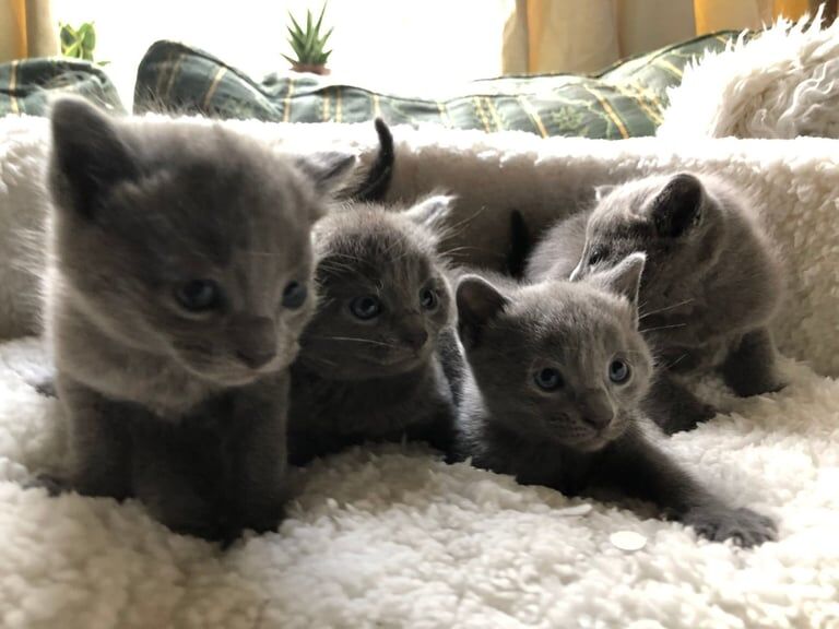 Russian Blue kittens for sale in Bolsover, Derbyshire – 3 weeks old