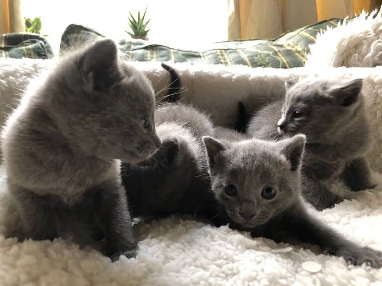 Russian Blue kittens for sale in Bolsover, Derbyshire – 3 weeks old - Image 2 of 5