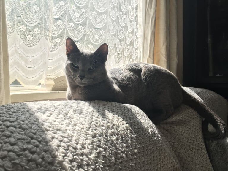 Russian Blue kittens for sale in Bolsover, Derbyshire – 3 weeks old - Image 3 of 5