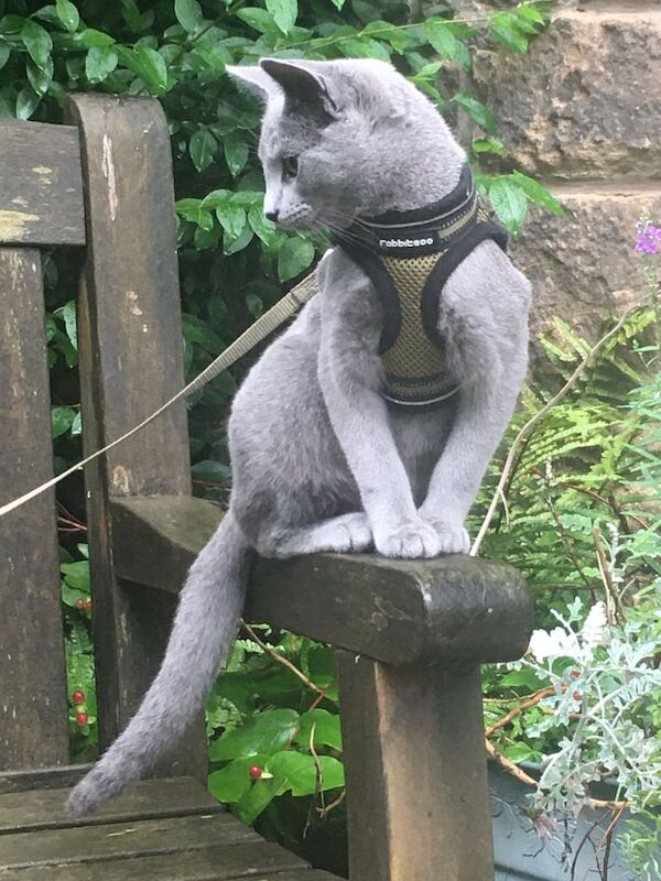 Russian Blue kittens for sale in Bolsover, Derbyshire – 3 weeks old - Image 4 of 5