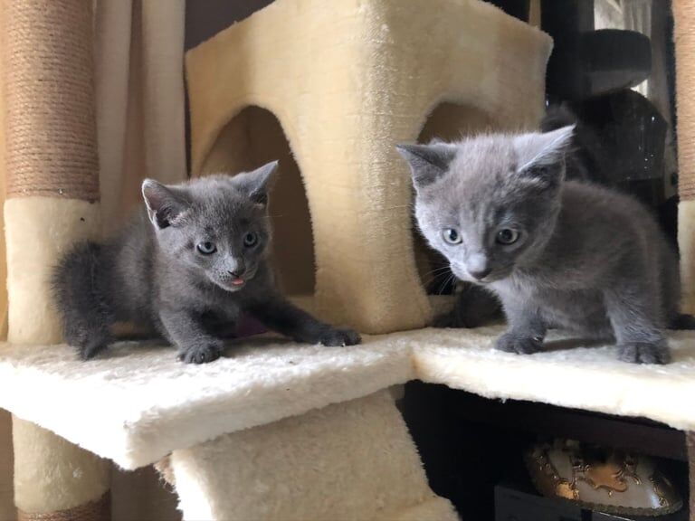 Russian Blue kittens for sale in Bolsover, Derbyshire – 3 weeks old - Image 5 of 5