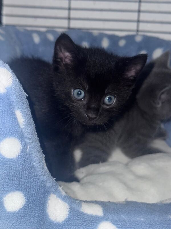 Russian Blue kittens for sale in Heathrow, London – 6 weeks old
