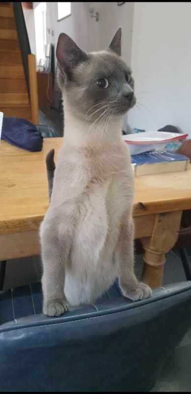 Russian Blue kittens for sale in Llandysul, Dyfed – 3 months old