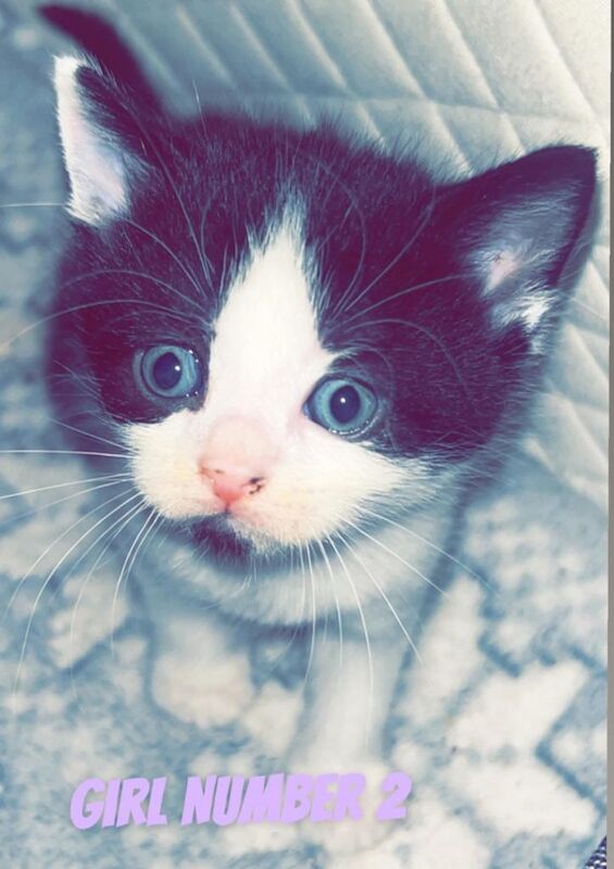 Russian Blue kittens for sale in Newcastle upon Tyne, Tyne and Wear – 9 weeks old - Image 2 of 3