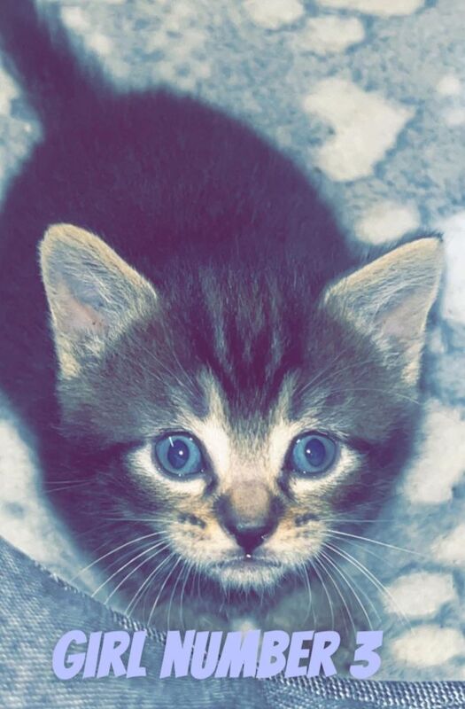 Russian Blue kittens for sale in Newcastle upon Tyne, Tyne and Wear – 9 weeks old - Image 3 of 3