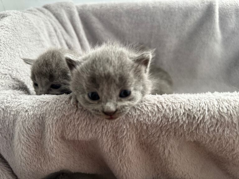 Russian Blue Kittens