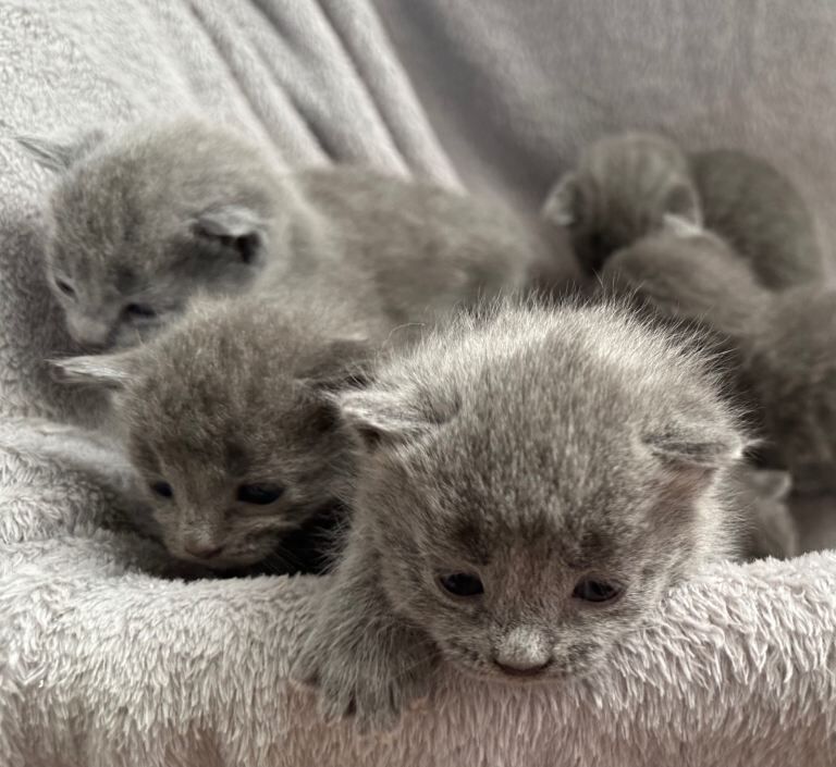 Russian Blue Kittens - Image 2 of 6