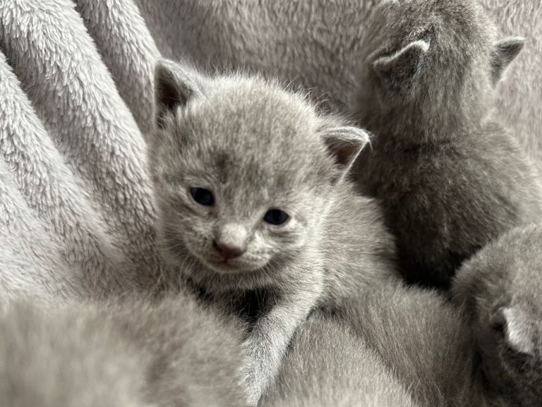 Russian Blue Kittens - Image 3 of 6