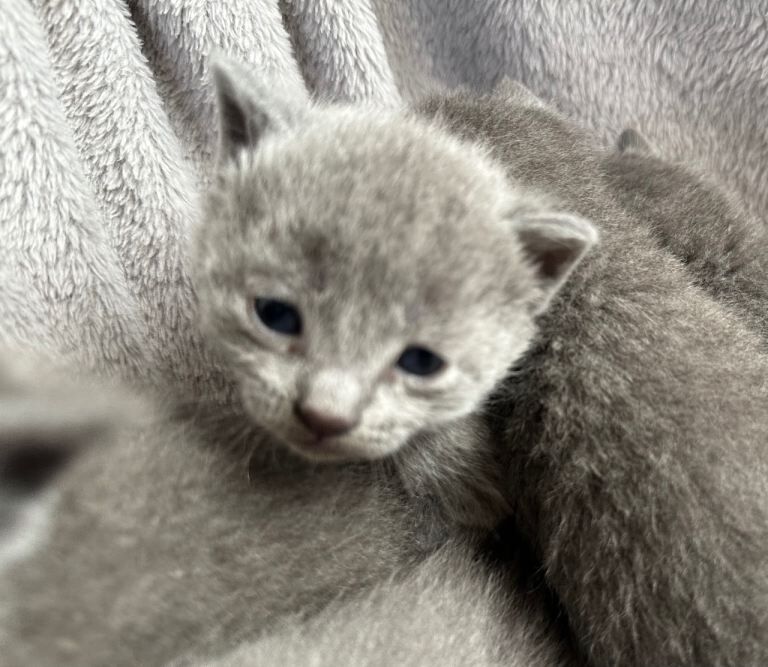 Russian Blue Kittens - Image 4 of 6