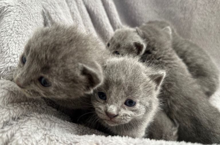 Russian Blue Kittens - Image 5 of 6