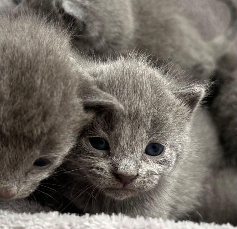 Russian Blue Kittens - Image 6 of 6