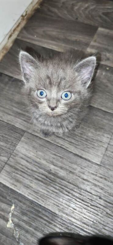 Russian Blue Kittens