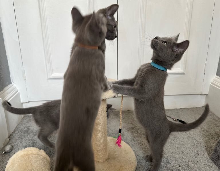 Russian Blue Kittens - Image 2 of 6