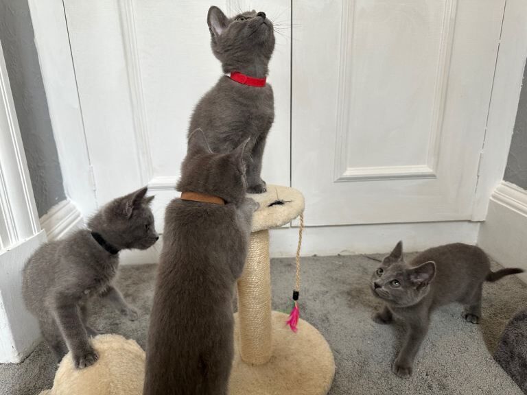 Russian Blue Kittens - Image 3 of 6